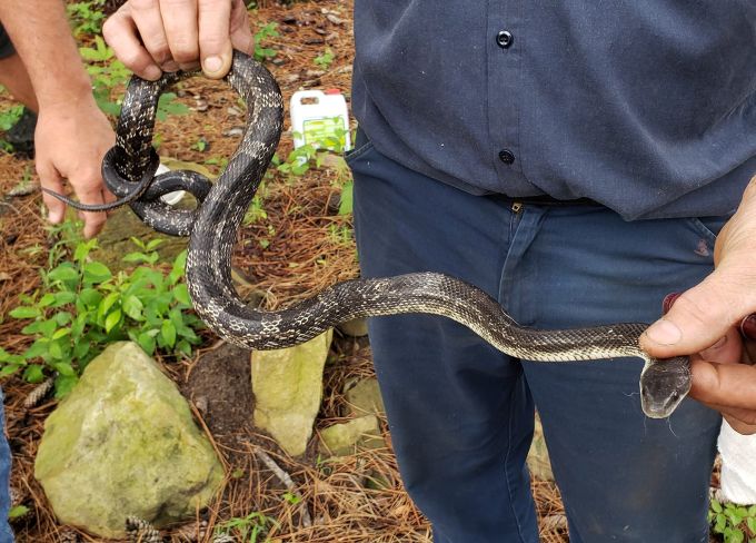 Jacob Horn snake 680.jpg